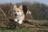 CORGI PEMBROKE 880